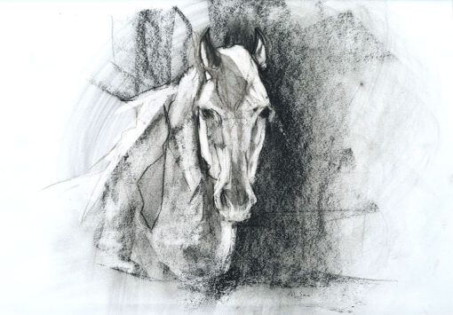 a horse head in drawing