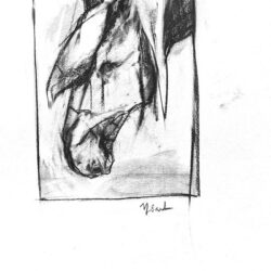 portrait au fusain de cheval tête de cheval noir de profil