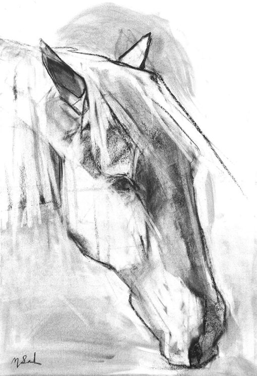 portrait au fusain de cheval tête de cheval noir de profil